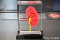 VBS_2584 - Rene - Mostra Body Worlds